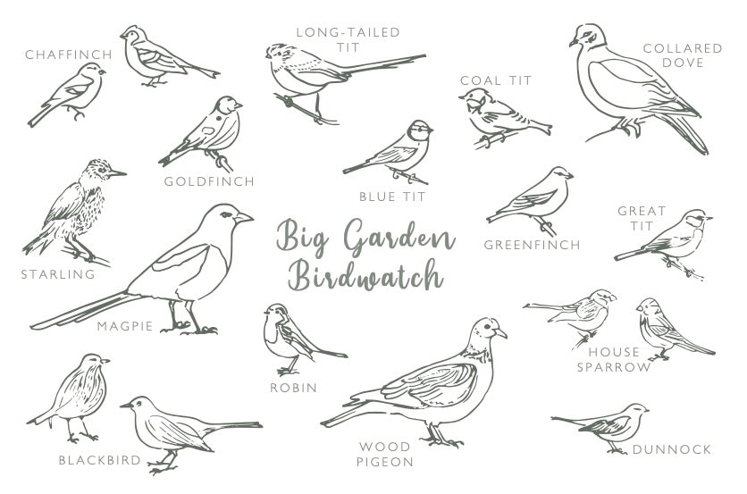 Garden Birds