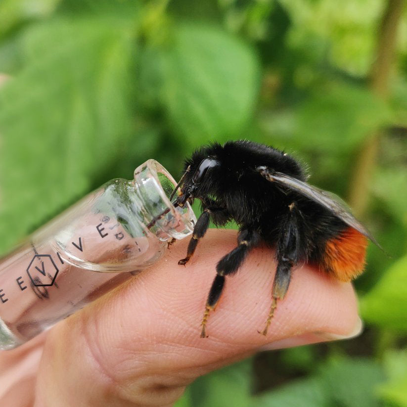 The Bee Revival Kit - BLACK EDITION