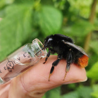 The Bee Revival Kit - BLACK EDITION
