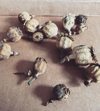 Seed Gathering