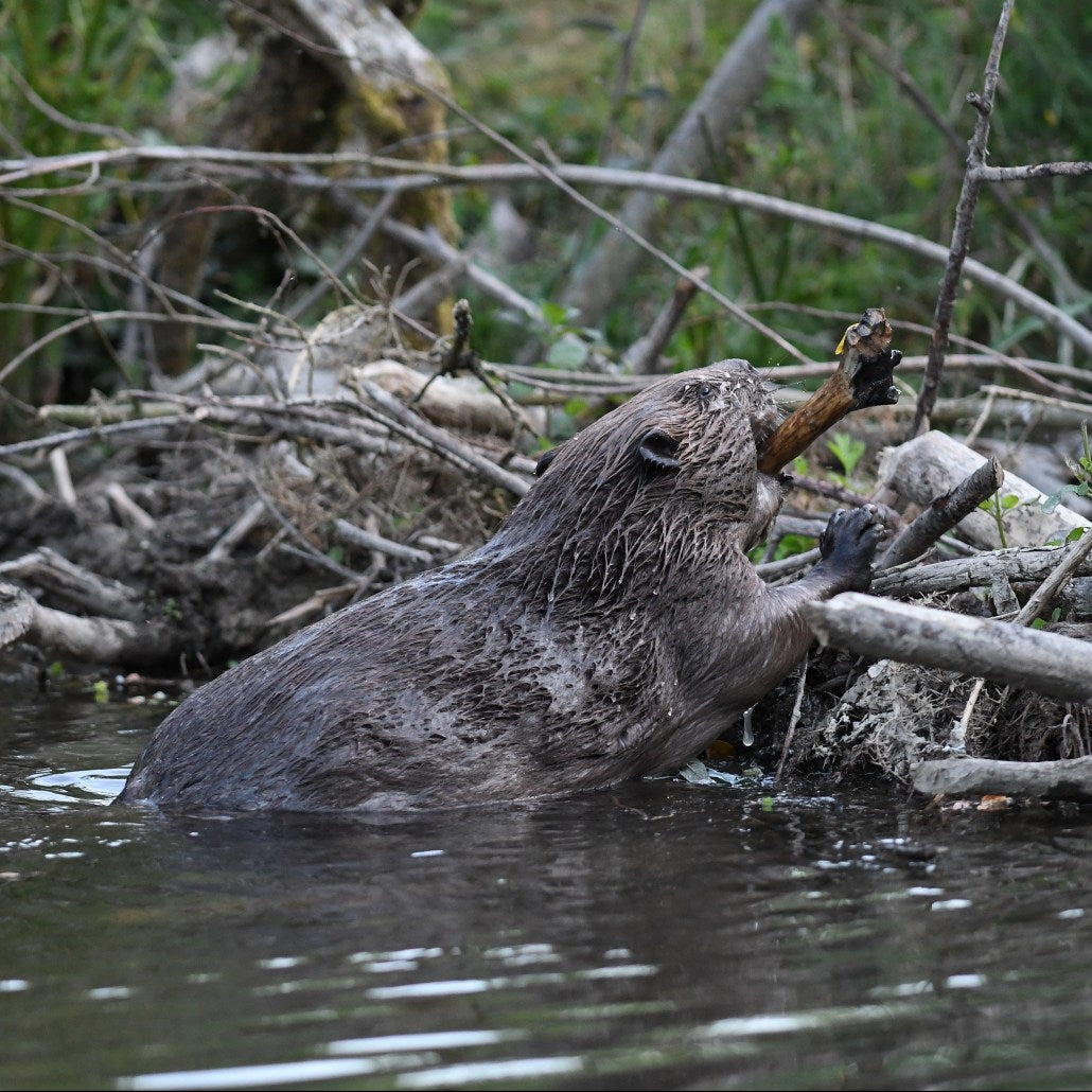 The Beaver Trust | Our Ecosystem Engineers