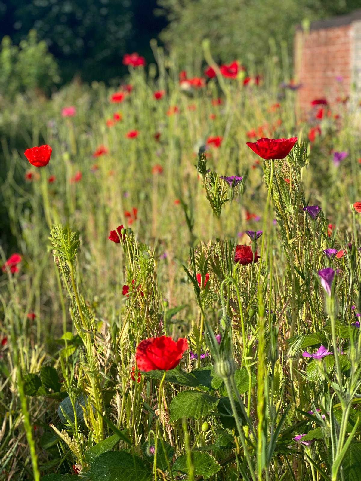 Biodiversity Day | Q&A with Allotment Cafe