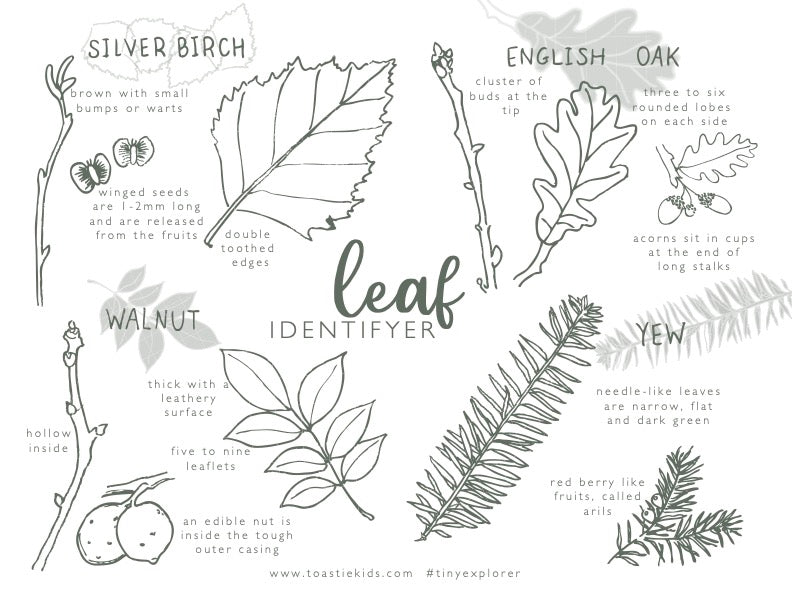 Leaf Identifier