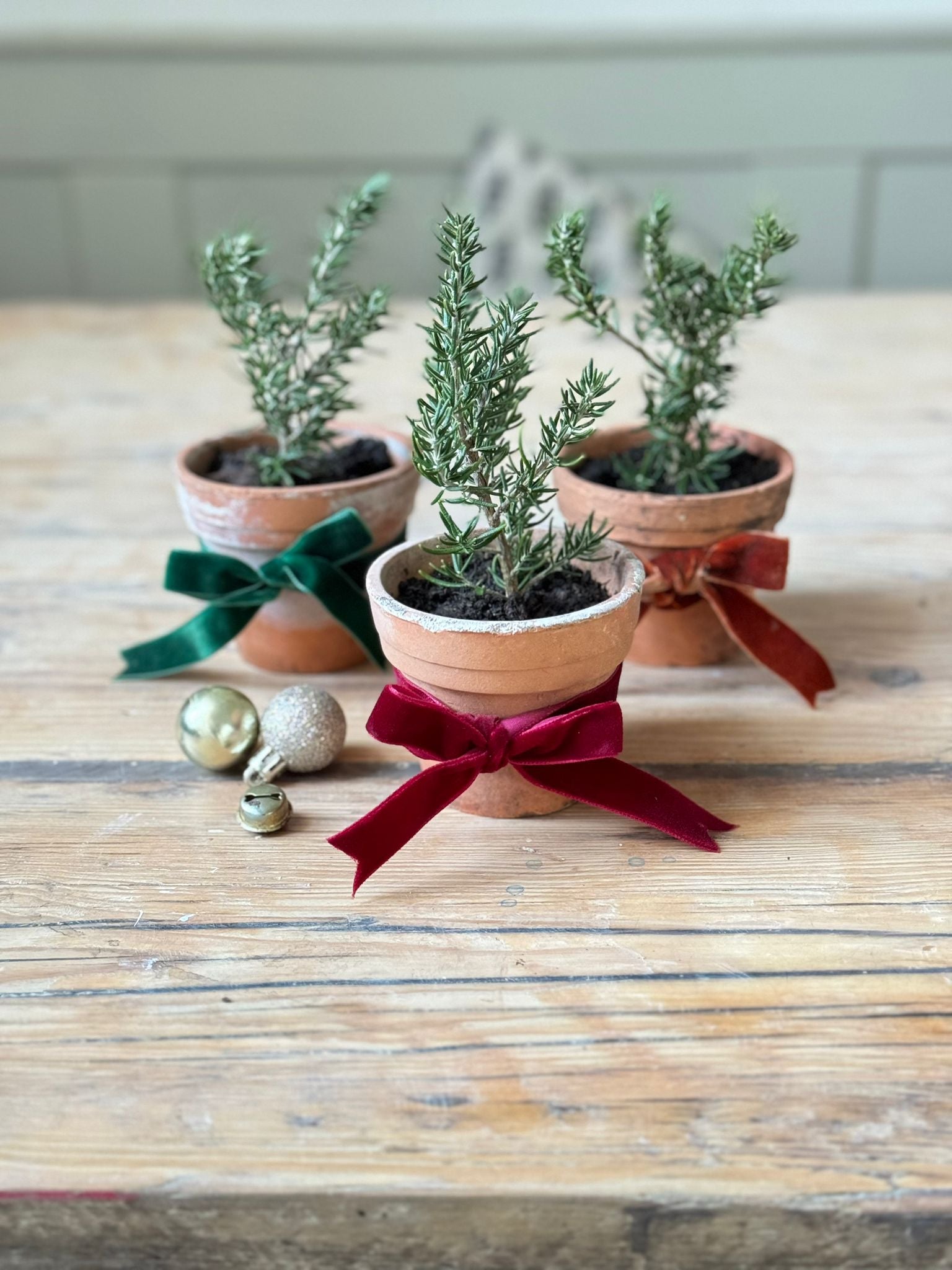 Evergreen Christmas Gifts | Potted Rosemary