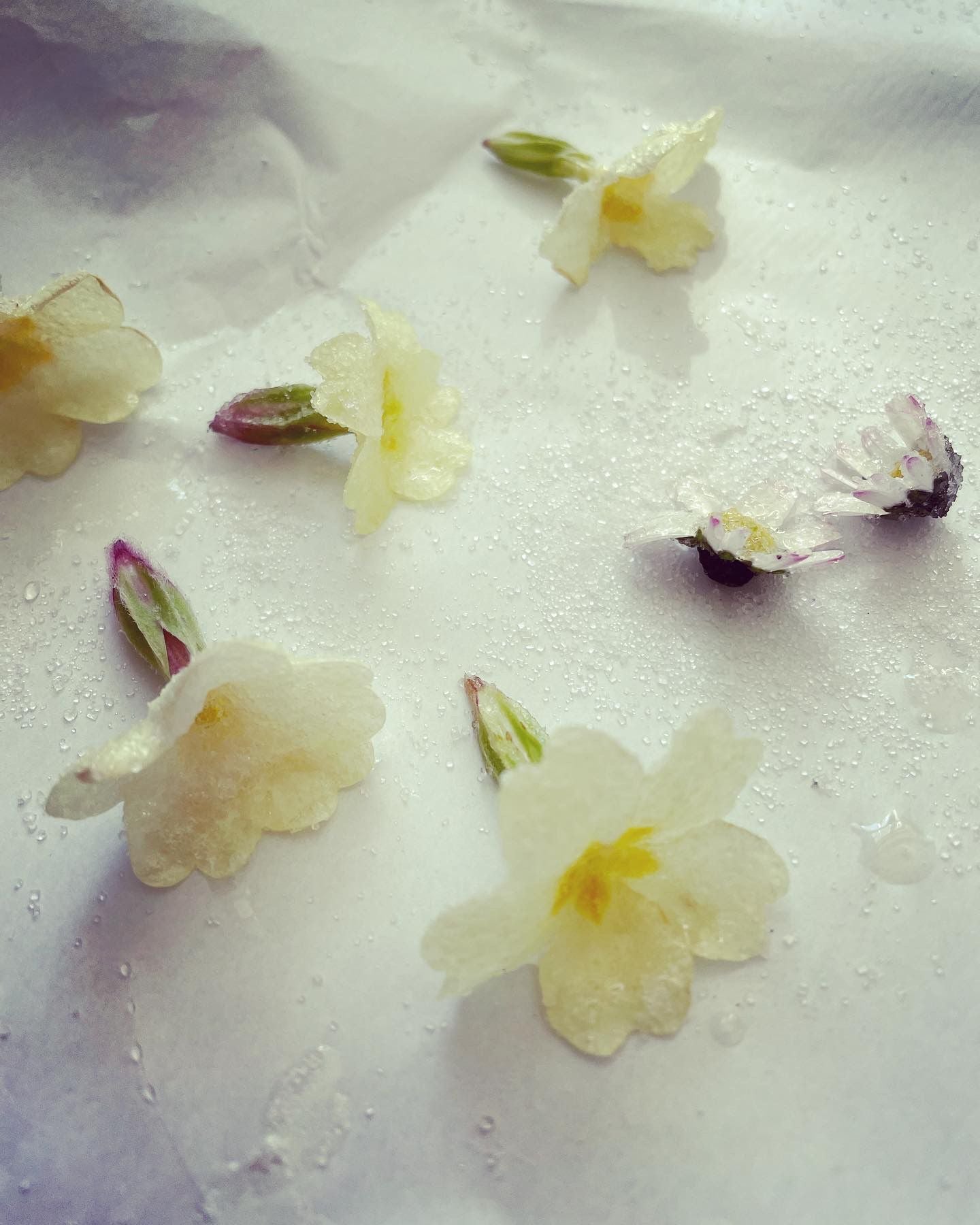 How to Crystallise Edible Flowers