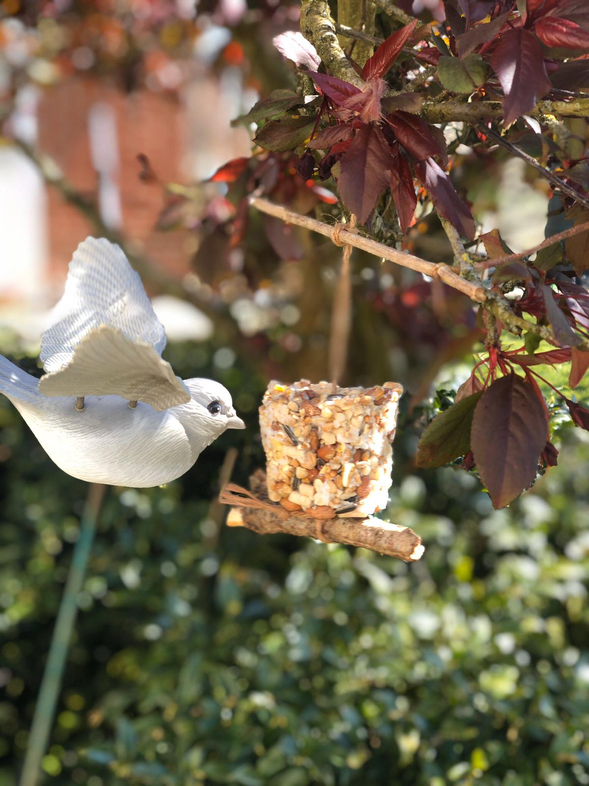 UNDERSTANDING NATURE | GARDEN BIRDS