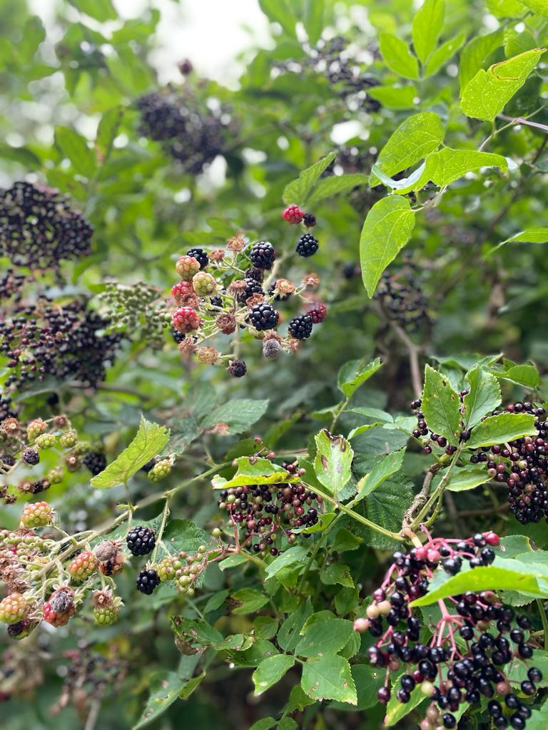 Masterchef Finalist Claire Fyfe | Blackberry Focaccia
