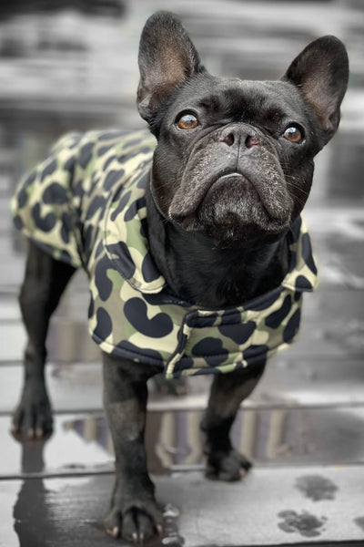 T+M Dog Coat Camo Print