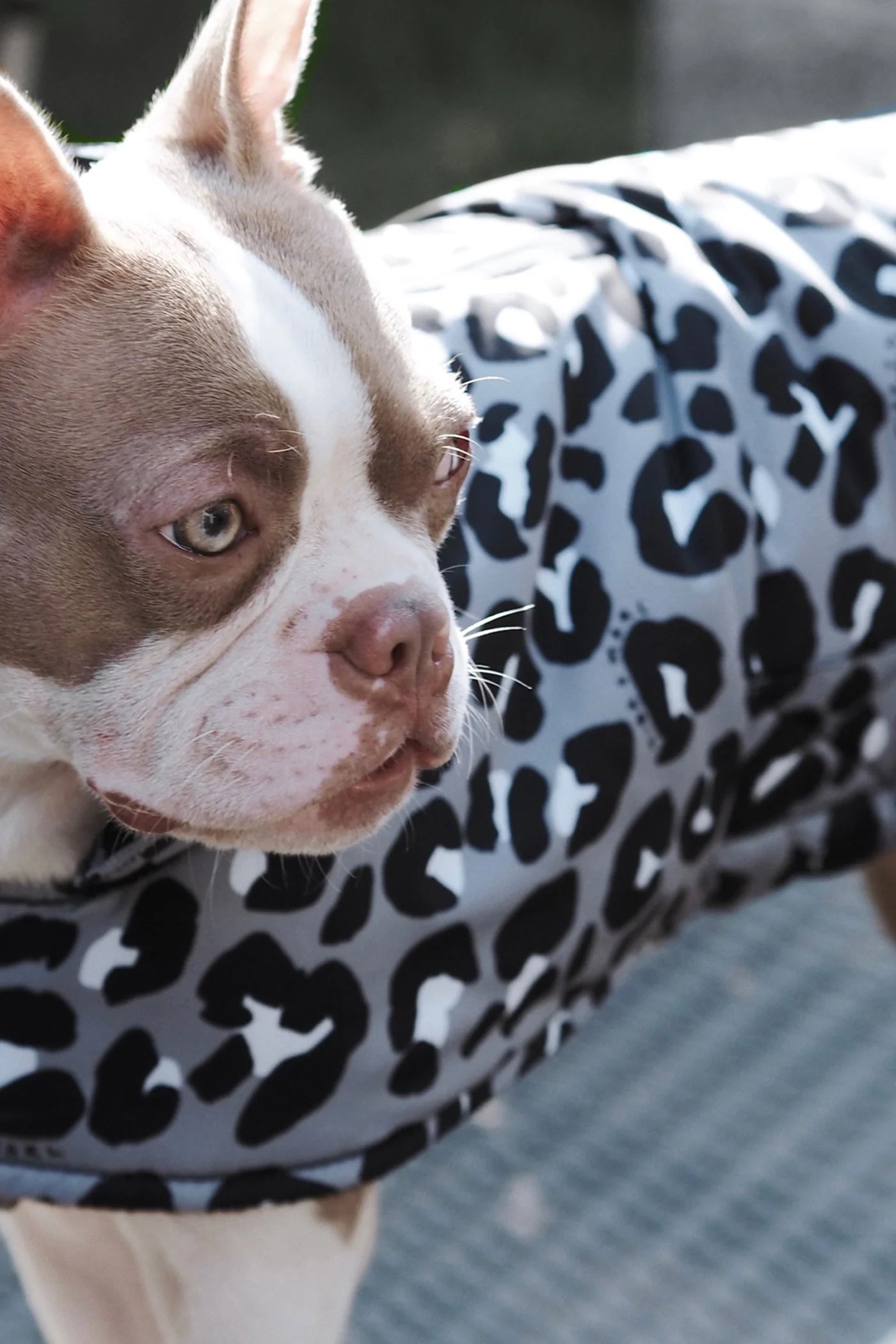 Leopard print dog coat deals